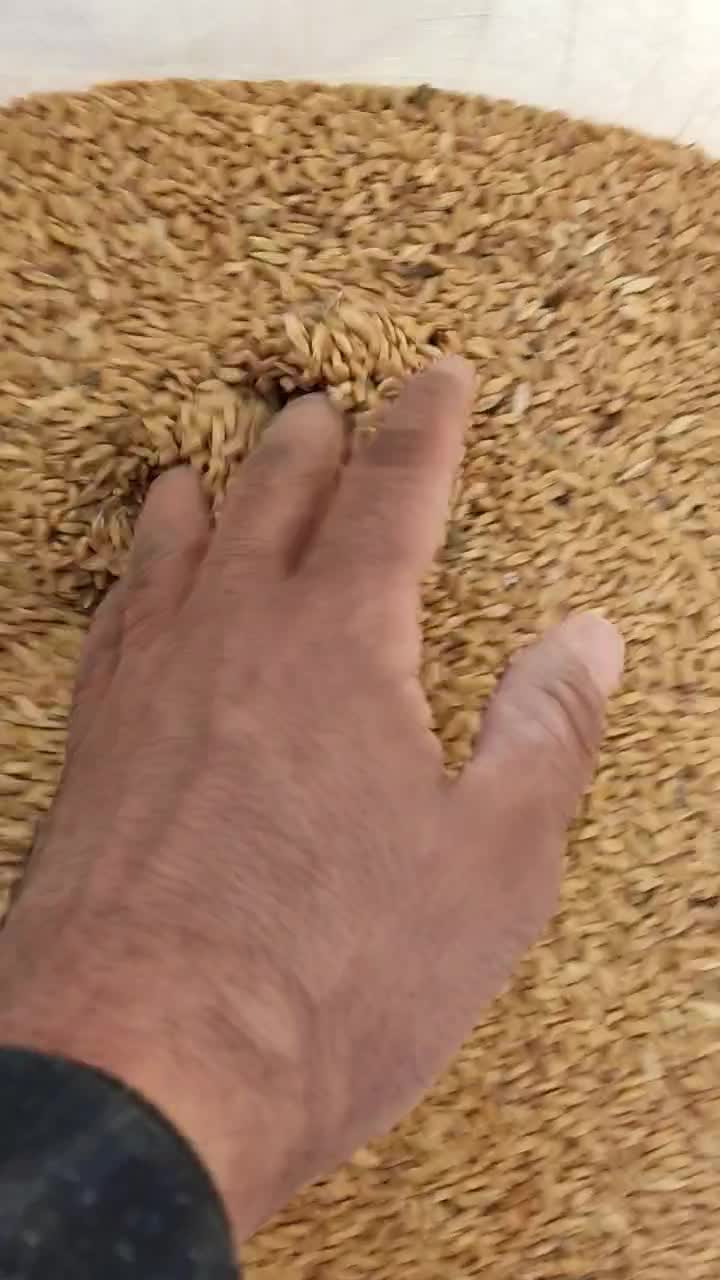 گندم باران|عمدهفروشی|بجنورد, |دیوار