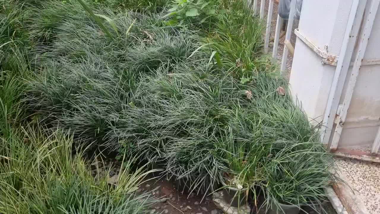 آگروس طلایی و سبز به همراه یال اسبی|گل و گیاه طبیعی|لنگرود, |دیوار