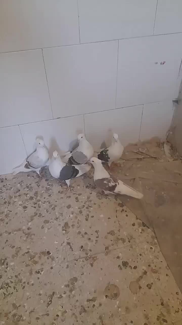 کبوتر های صاف رنگی ناب|پرنده|ابهر, |دیوار