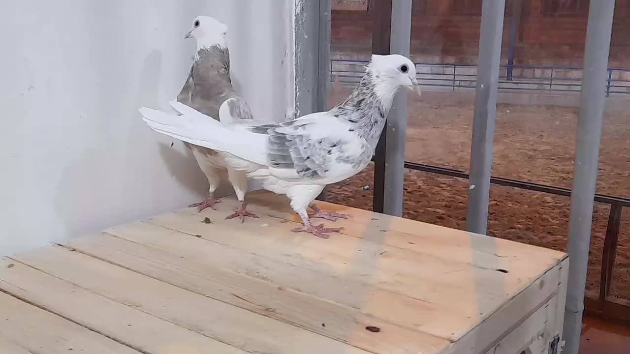 کبوتر شازده هما سرور|پرنده|برخوار, |دیوار