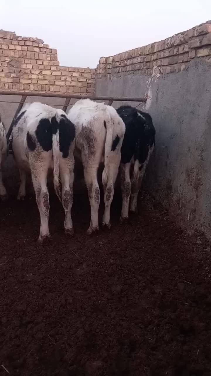 گوساله نر ۲۵۰|حیوانات مزرعه|شال, |دیوار