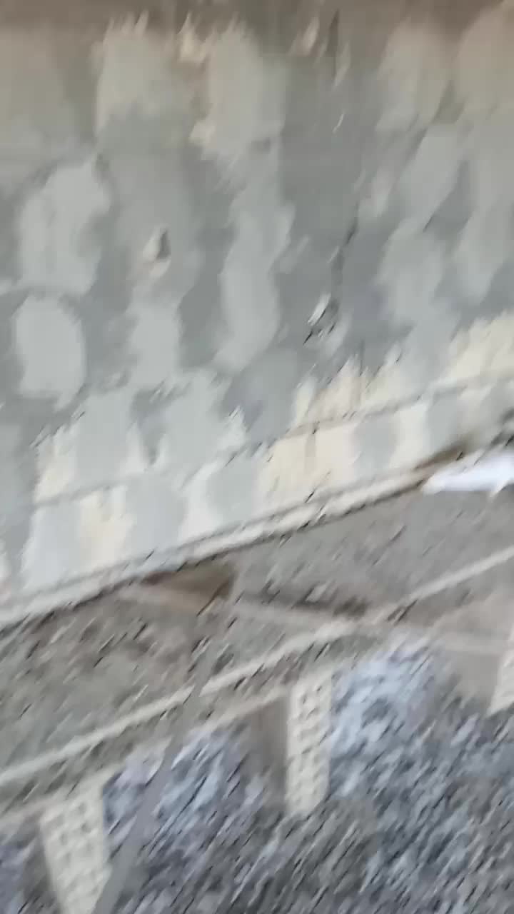 کبوتر زاغ و طوقی|پرنده|زیباشهر, |دیوار