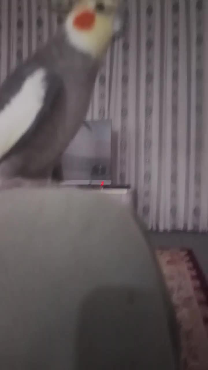 دو جفت عروس هلندی|پرنده|گرمی, |دیوار