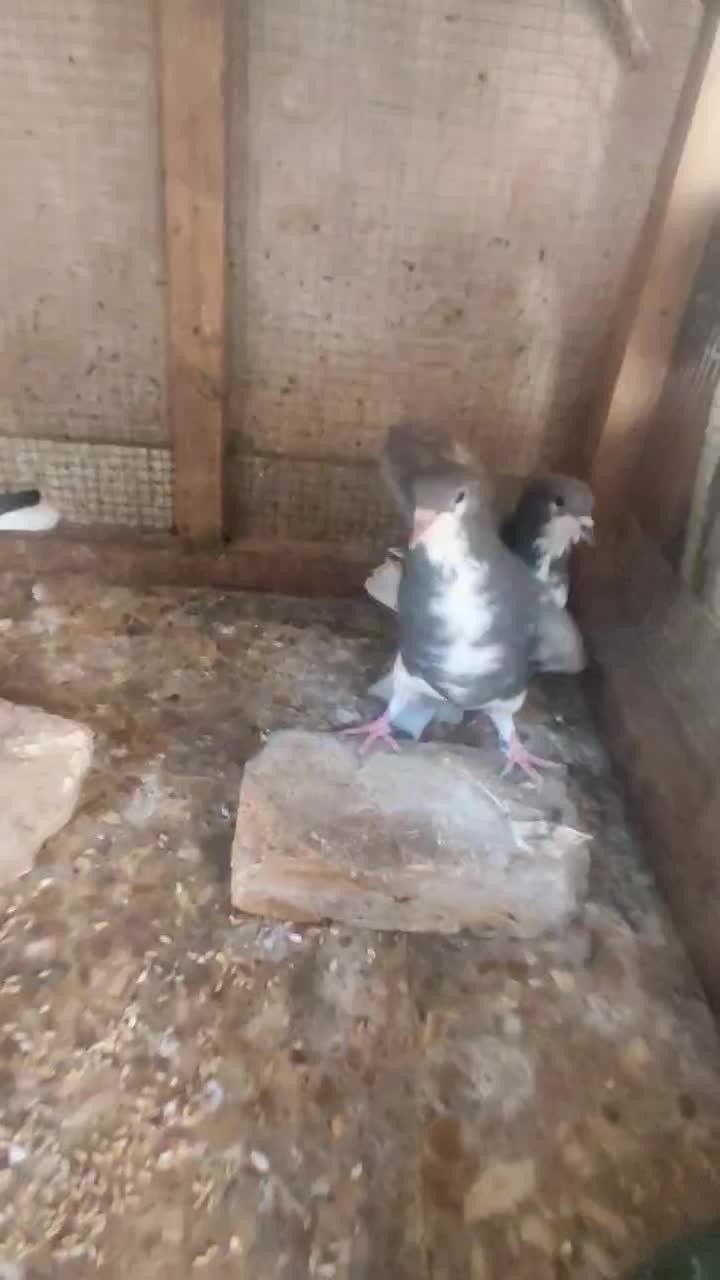 پرنده کبوتر نرو و ماده  شهری چپ|پرنده|شیراز, شیخ علی چوپان|دیوار