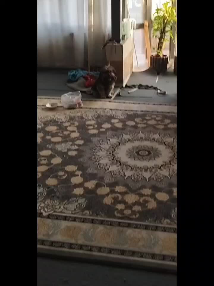 پت پامر شیتزو/۸ماهه/جنسیت نر/معاوضه با توله|سگ|گلستان (تهران), |دیوار