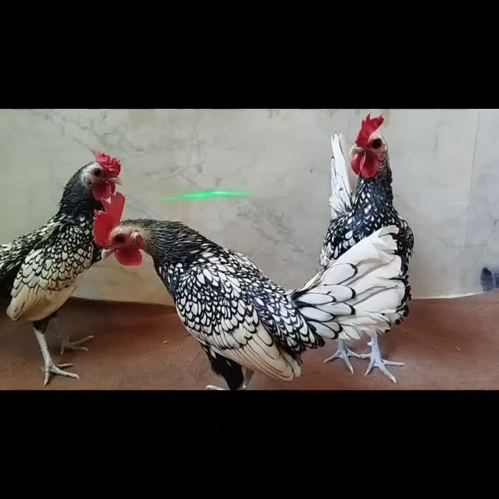 سبرایت|حیوانات مزرعه|اسلامشهر, شهرک مهدیه|دیوار