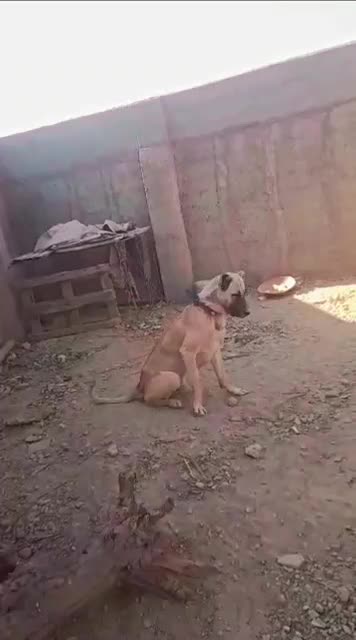 سگ سرابی|سگ|هشتگرد, شهرک راه آهن|دیوار