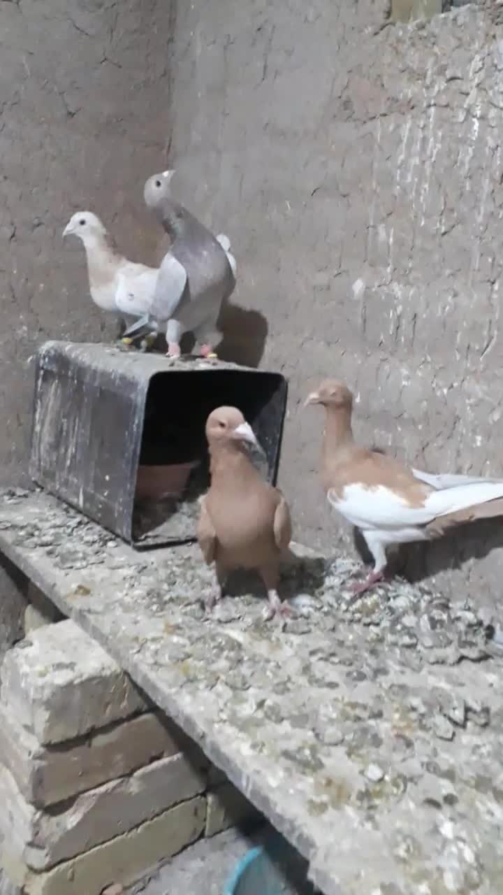 کبوتر هفرنگ زرد یهودی کبود خطی ماده خوشرنگ سیاه|پرنده|تاکستان, |دیوار