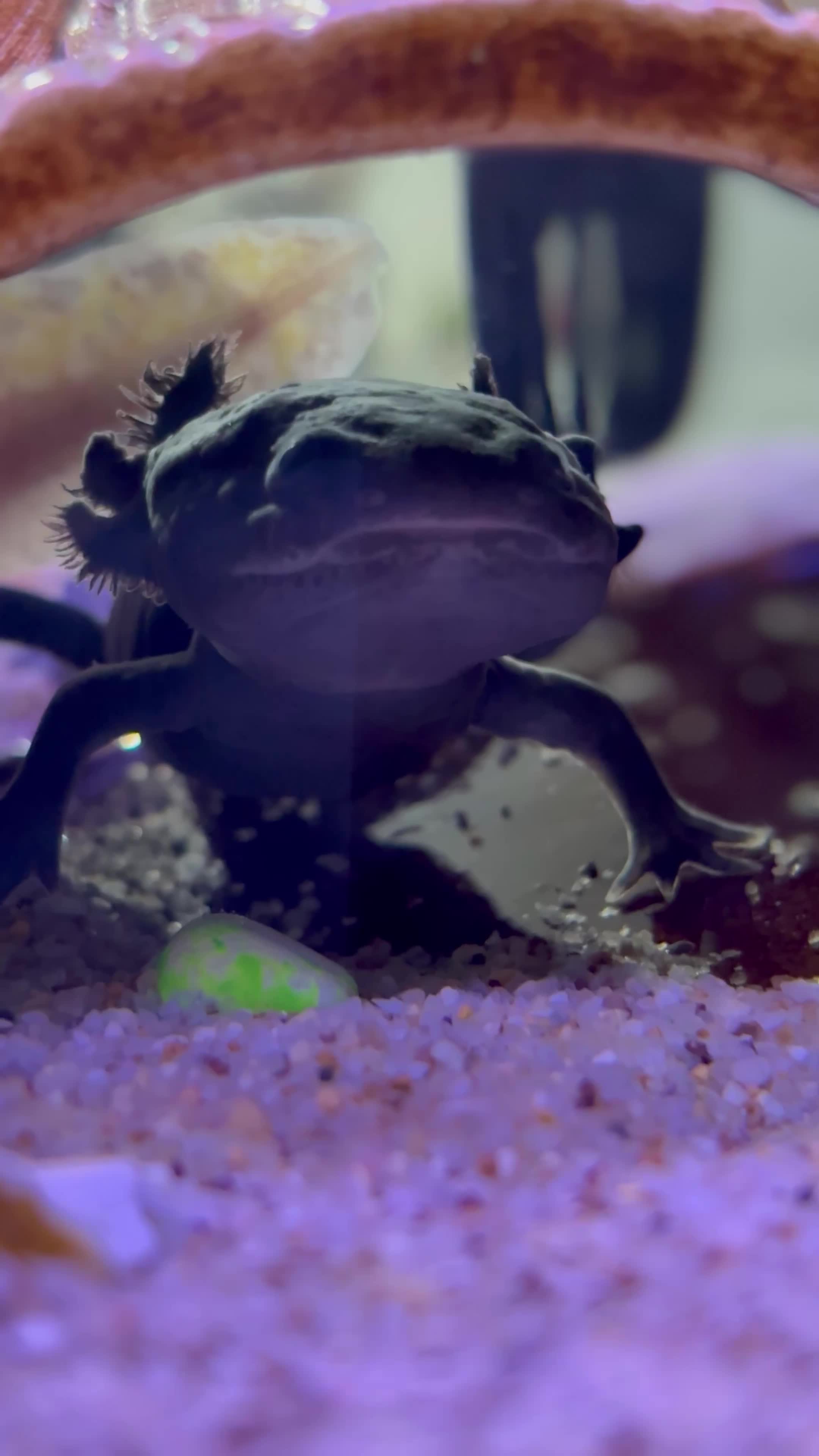 ماهی بی دندون|ماهی|شهریار, رضی آباد بالا|دیوار