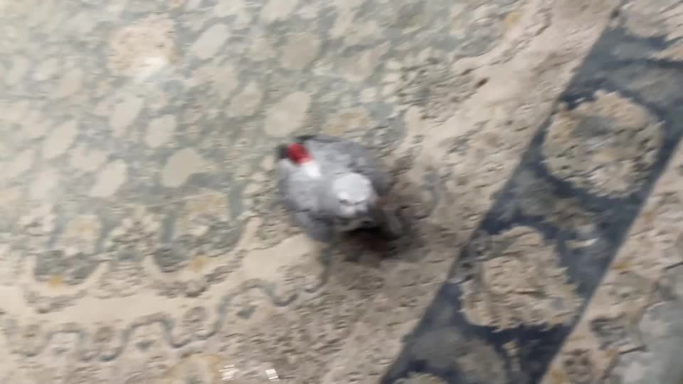 کاسکو ماده آماده جفتگیری فروشی نیست|پرنده|شاهین‌شهر, فیض|دیوار