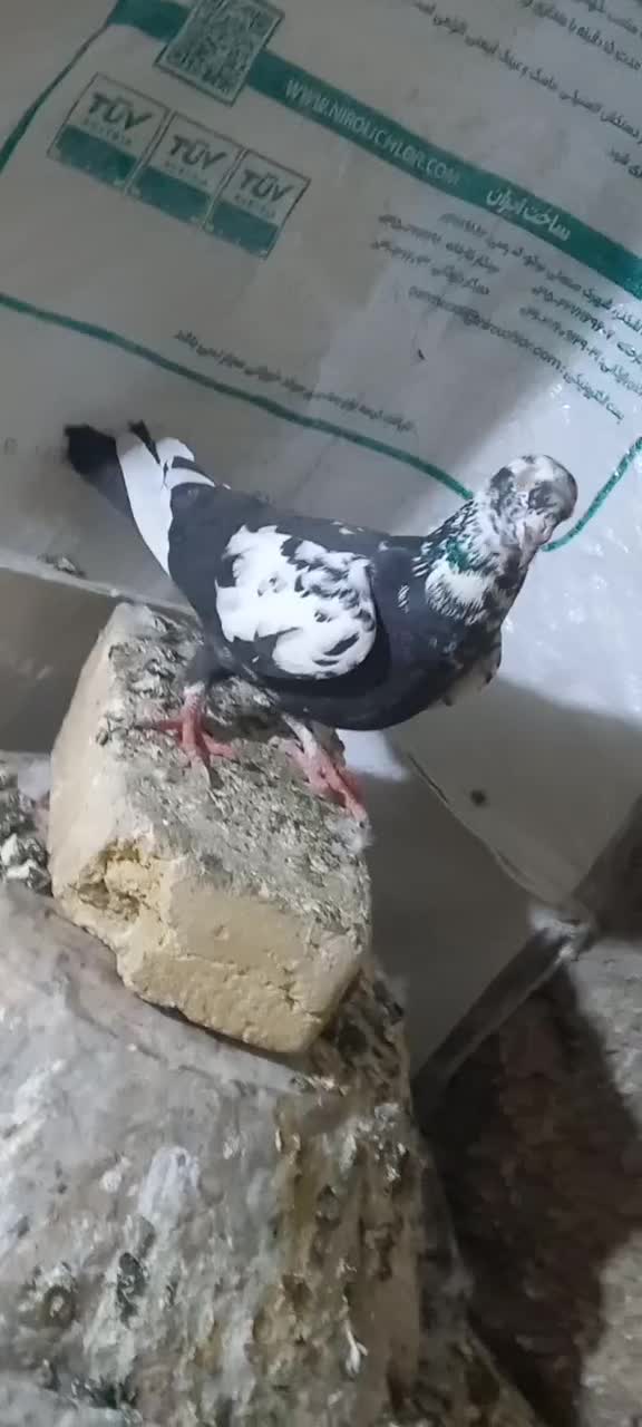 سوسکی|پرنده|زارچ, |دیوار