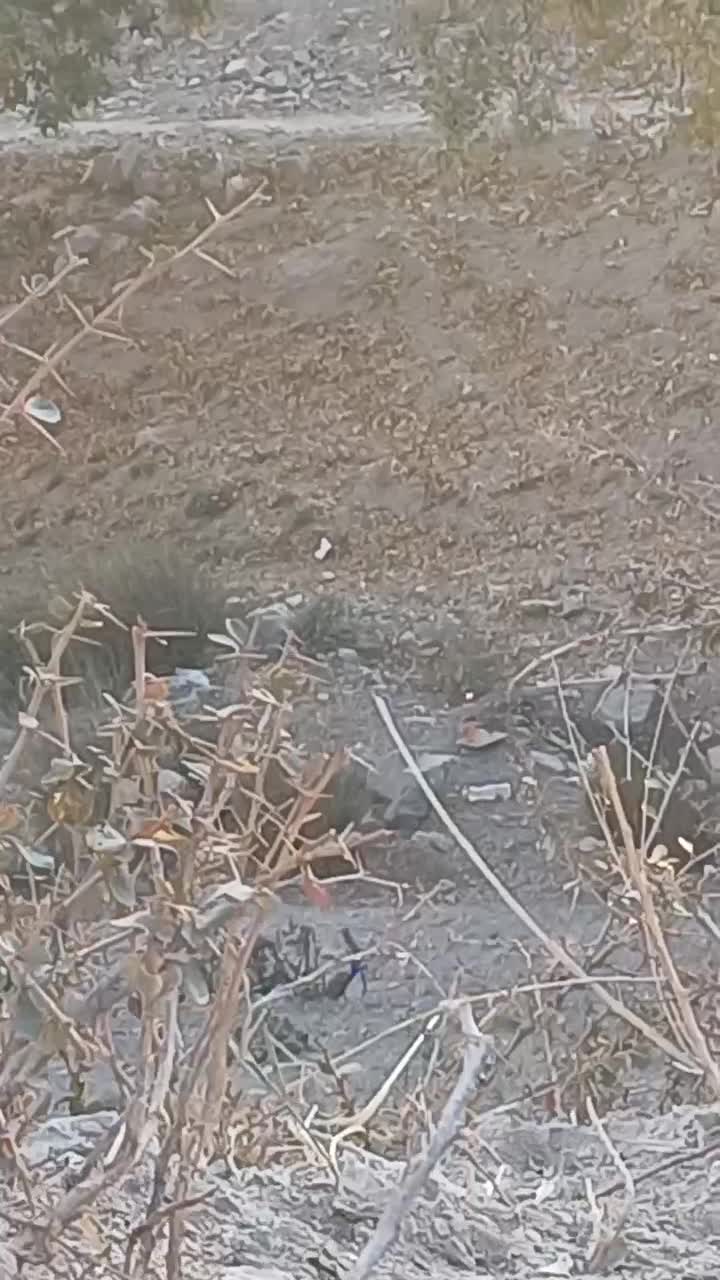 گلبسر سهره قناری|پرنده|پردیس, فاز ۳|دیوار