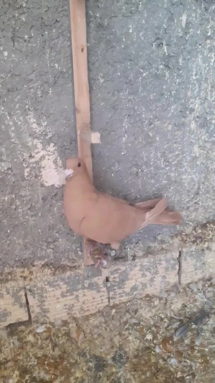 ماده زرد کرمانی|پرنده|قائن, |دیوار