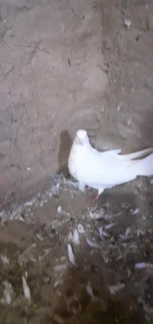 سفید نر|پرنده|میاندوآب, |دیوار