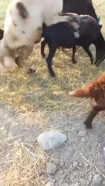 قورچ|حیوانات مزرعه|سیلاخور, |دیوار