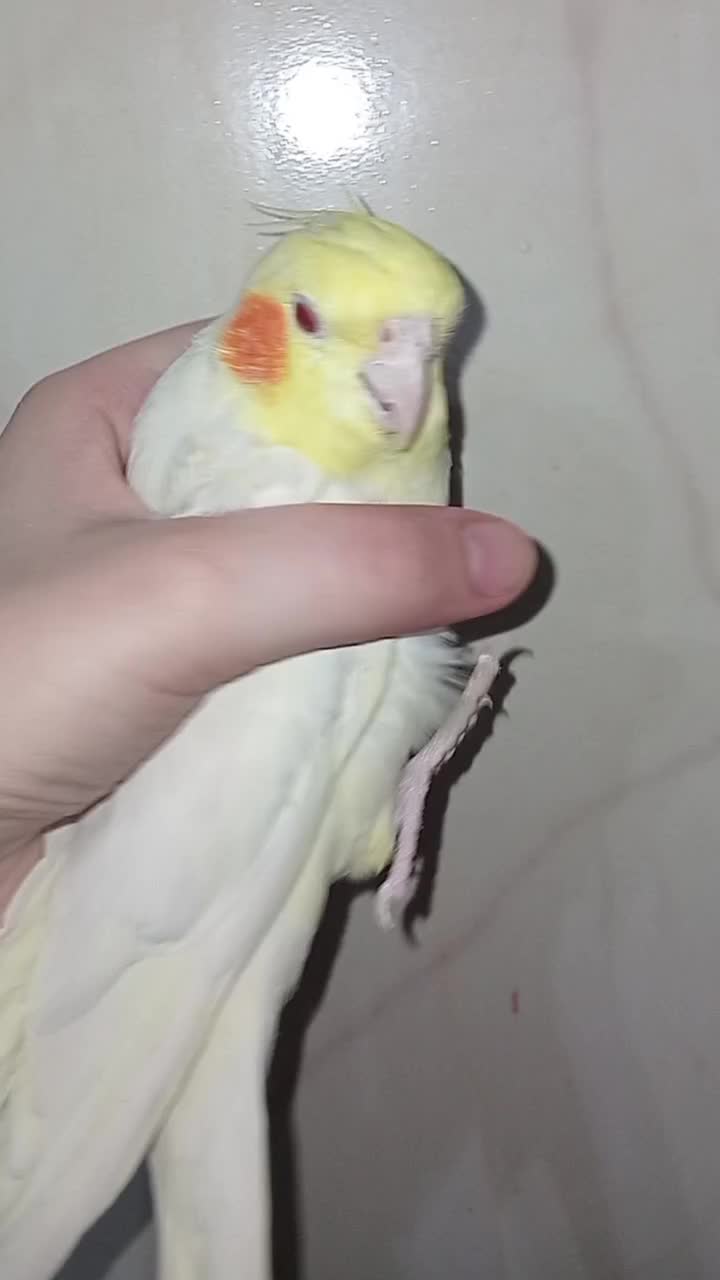 عروس هلندی نر|پرنده|قم, ولیعصر|دیوار