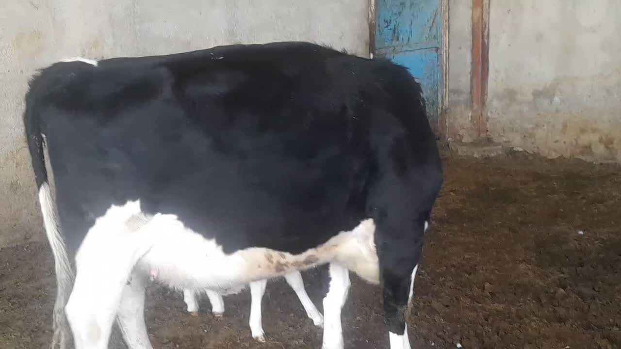 تخت شگم اول ۲۰شیر ۱۰روز زایمان کرد|حیوانات مزرعه|جوین, |دیوار