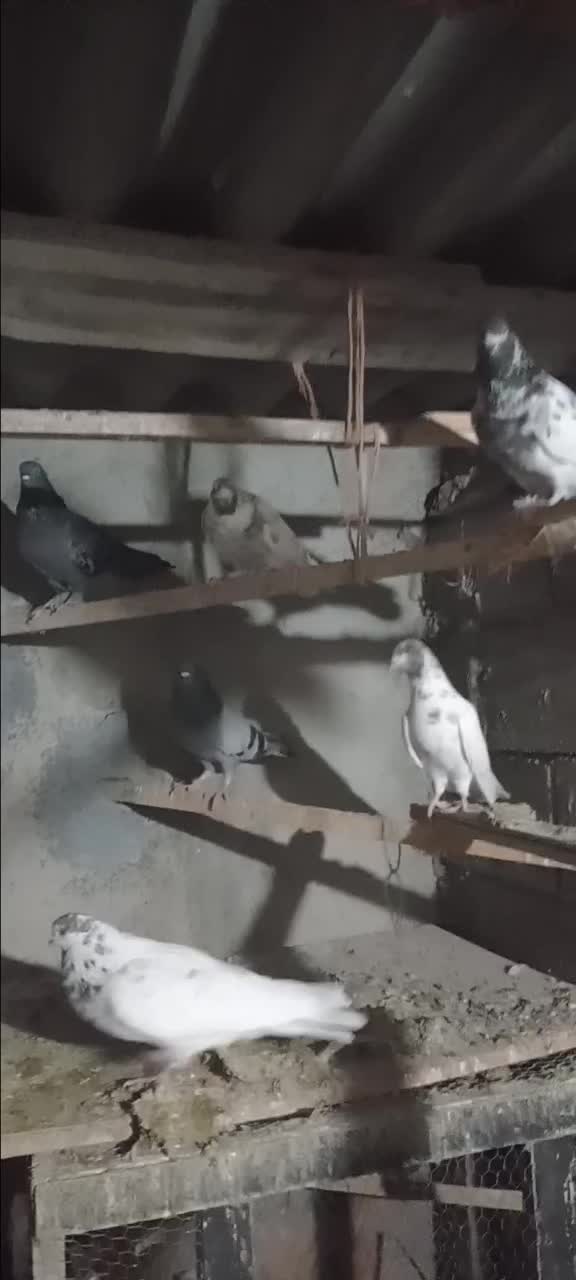 فروشی|پرنده|بندر ترکمن, |دیوار