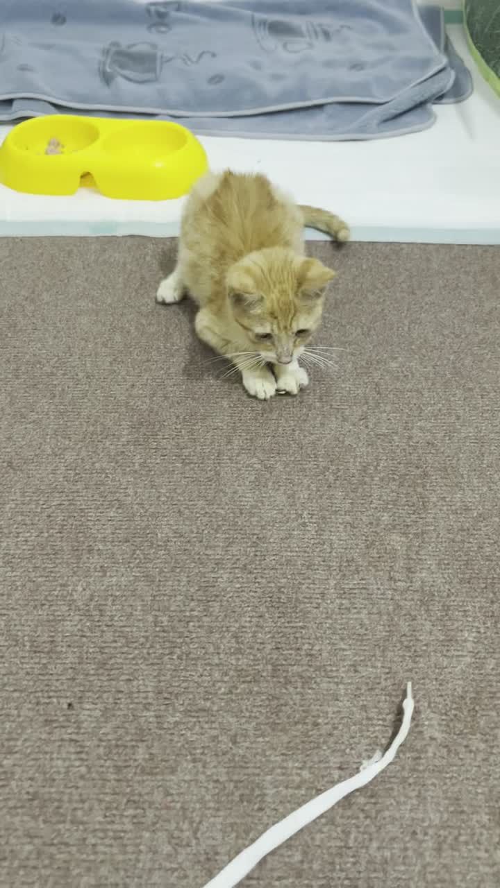 واگذاری گربه نر نارنجی|گربه|رشت, گلسار|دیوار