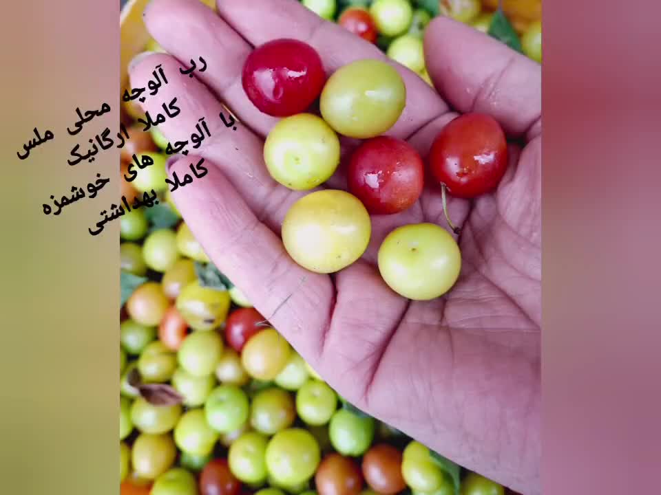 رب آلوچه ترش سیاه مخصوص فسنجون کیلیویی ۲۲۰|حراج|رشت, لاکان شهر|دیوار