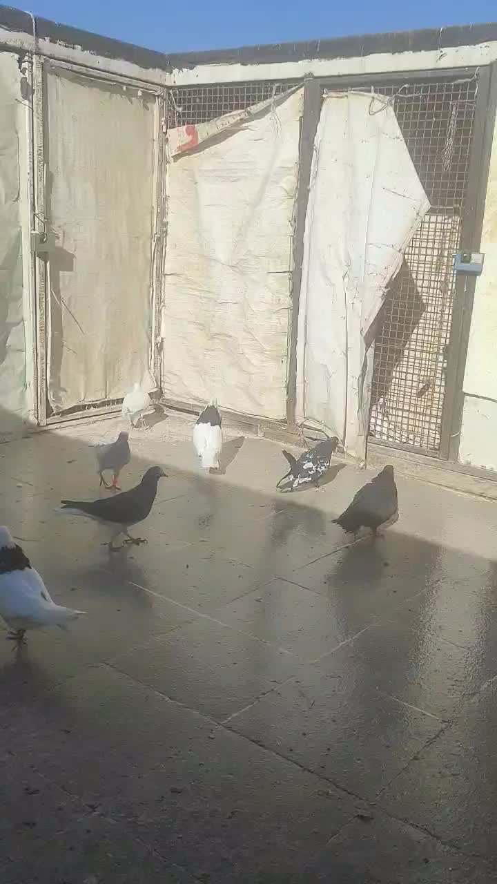 کبوتر صید پرشی|پرنده|مشهد, مصلی (کارمندان اول)|دیوار