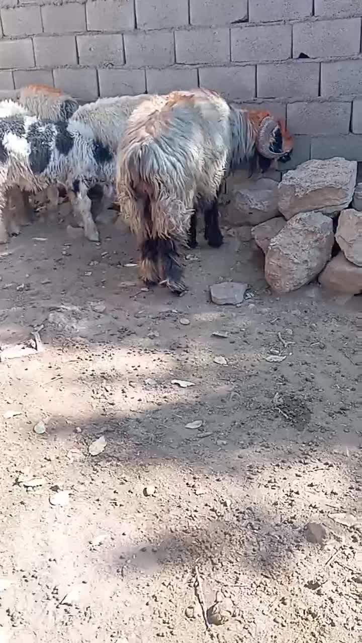 شیشک قوچ روزگاری|حیوانات مزرعه|ایذه, |دیوار