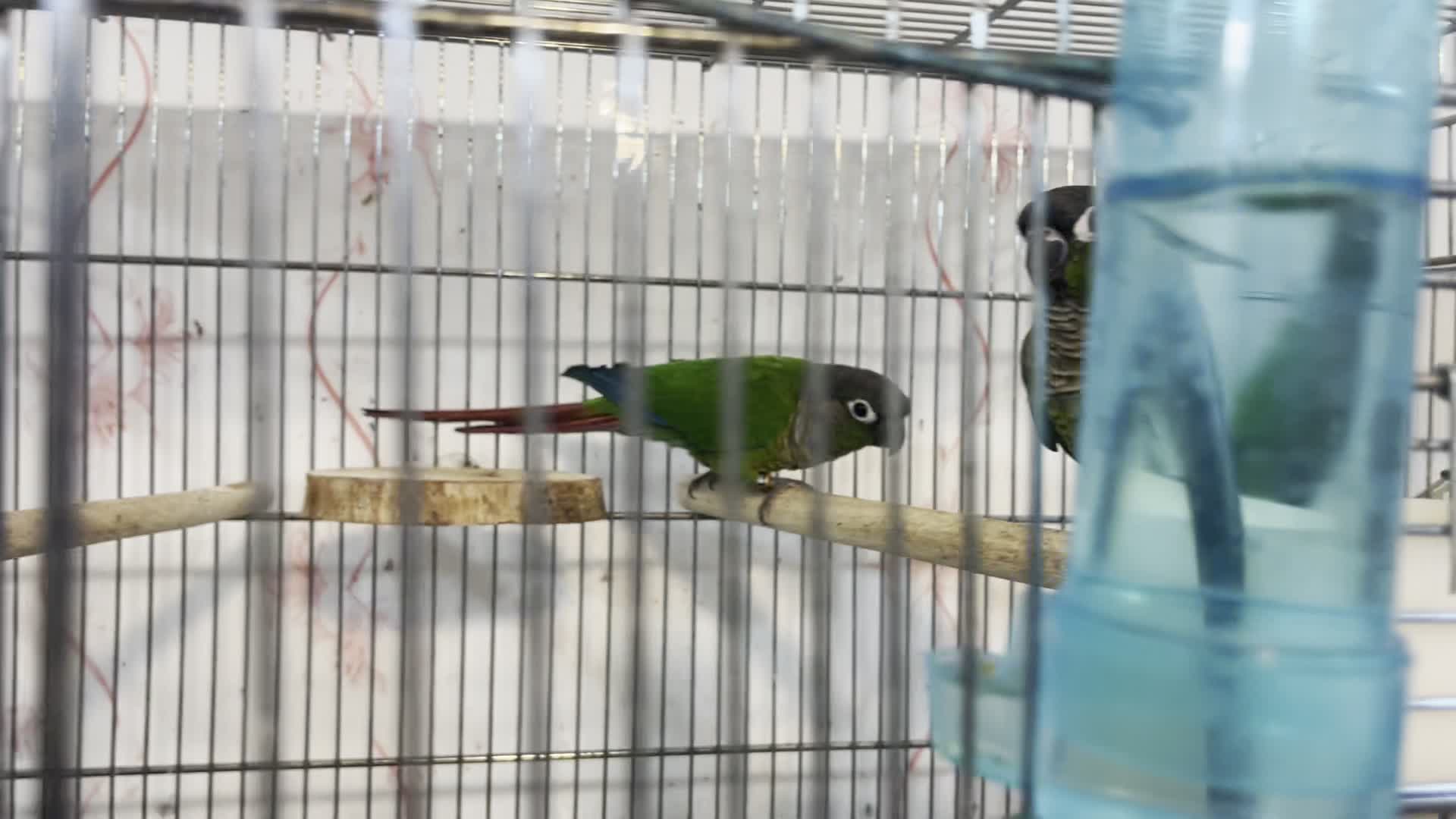 طوطی گرینچیک نرمال|پرنده|بهبهان, |دیوار