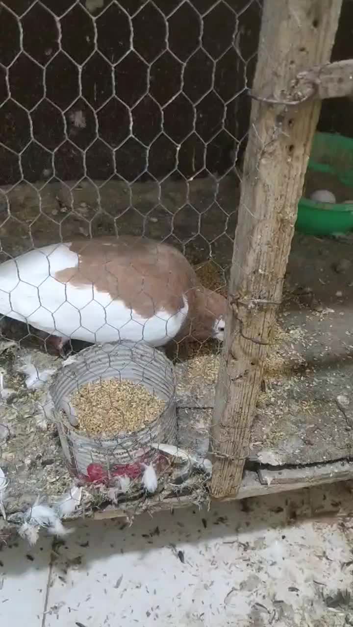 یک جفت ساده|پرنده|گنبد کاووس, |دیوار