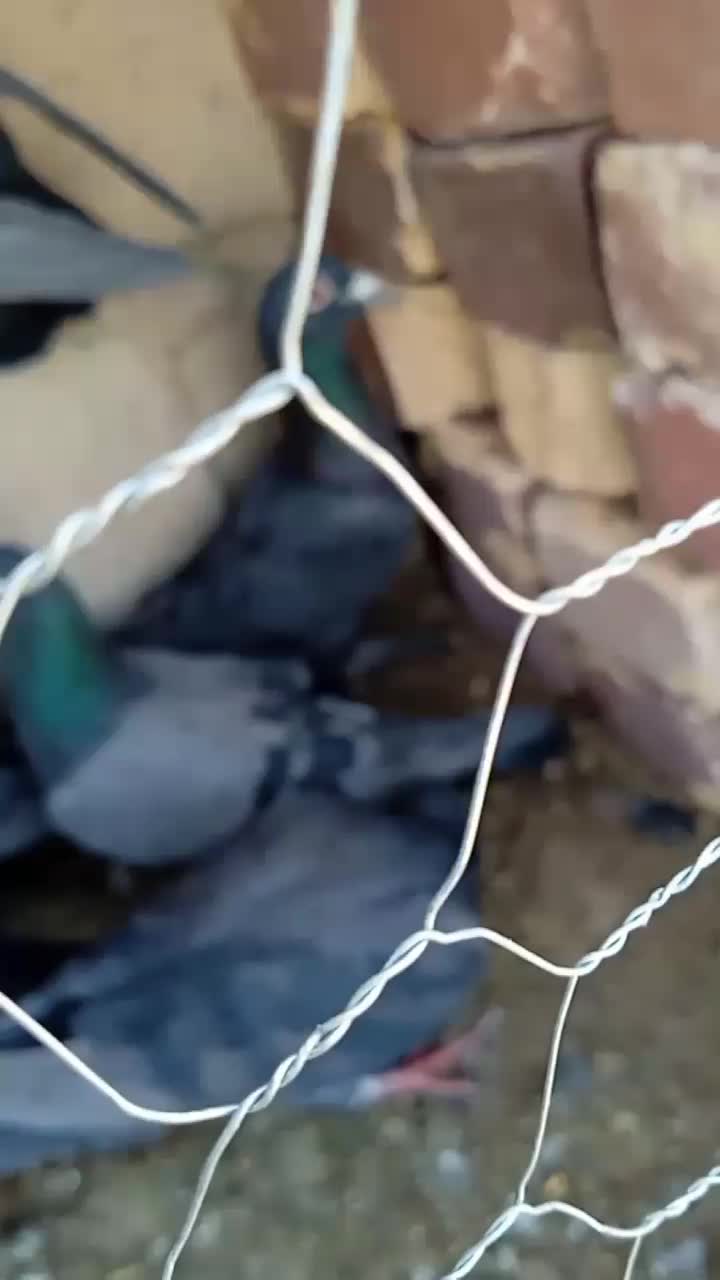 زاغ|پرنده|زابل, |دیوار
