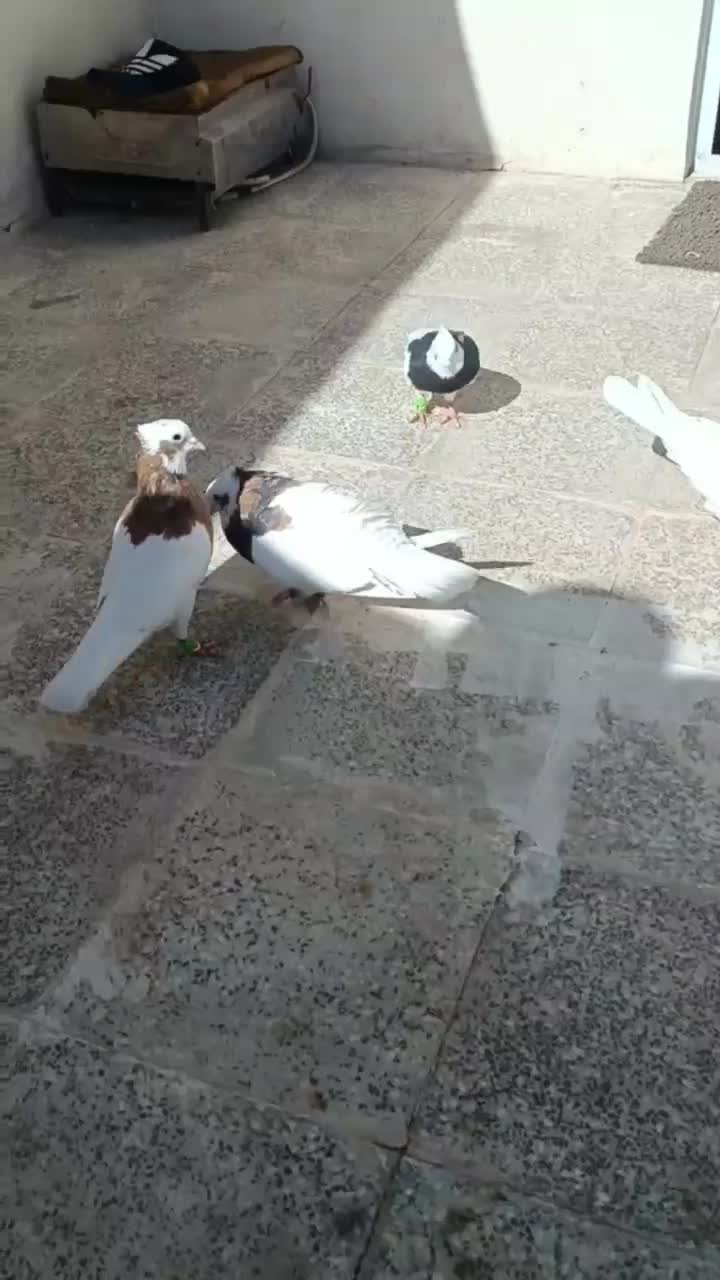 طوقی لک دار نر کفتر|پرنده|اقبالیه, |دیوار