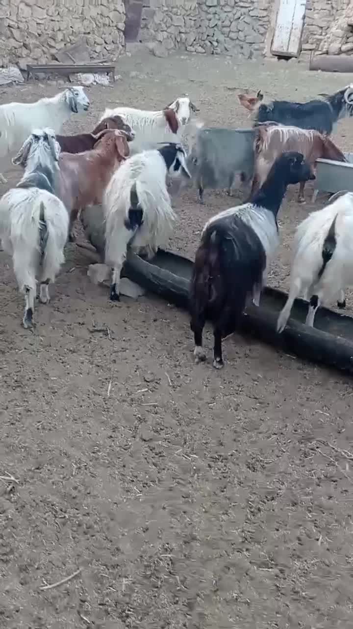 بز جوان ارزان و بره نر هترو|حیوانات مزرعه|دامغان, |دیوار