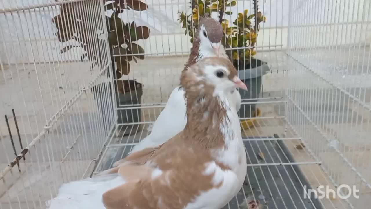 ساده کاکلی|پرنده|بجنورد, |دیوار