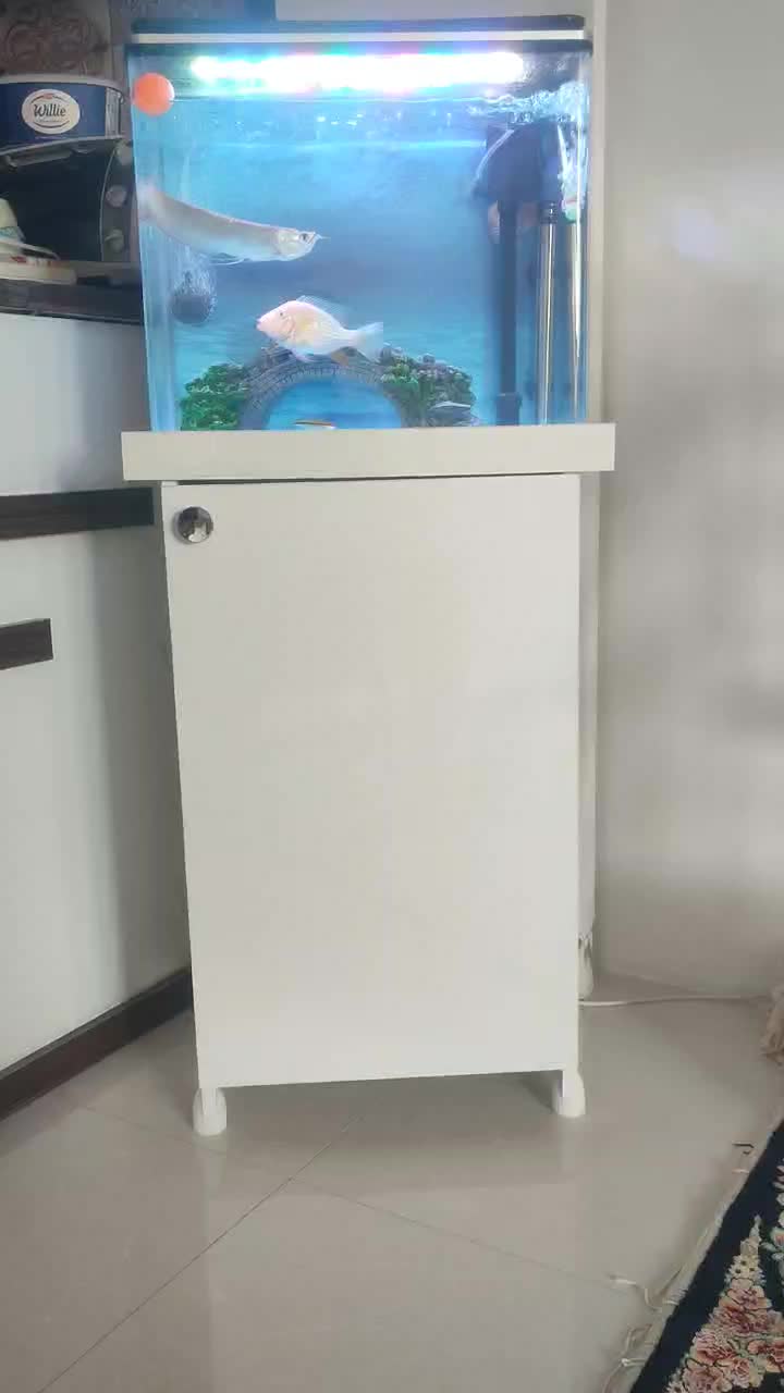 ماهی دیسکس|ماهی|مشهد, اروند (کشف)|دیوار