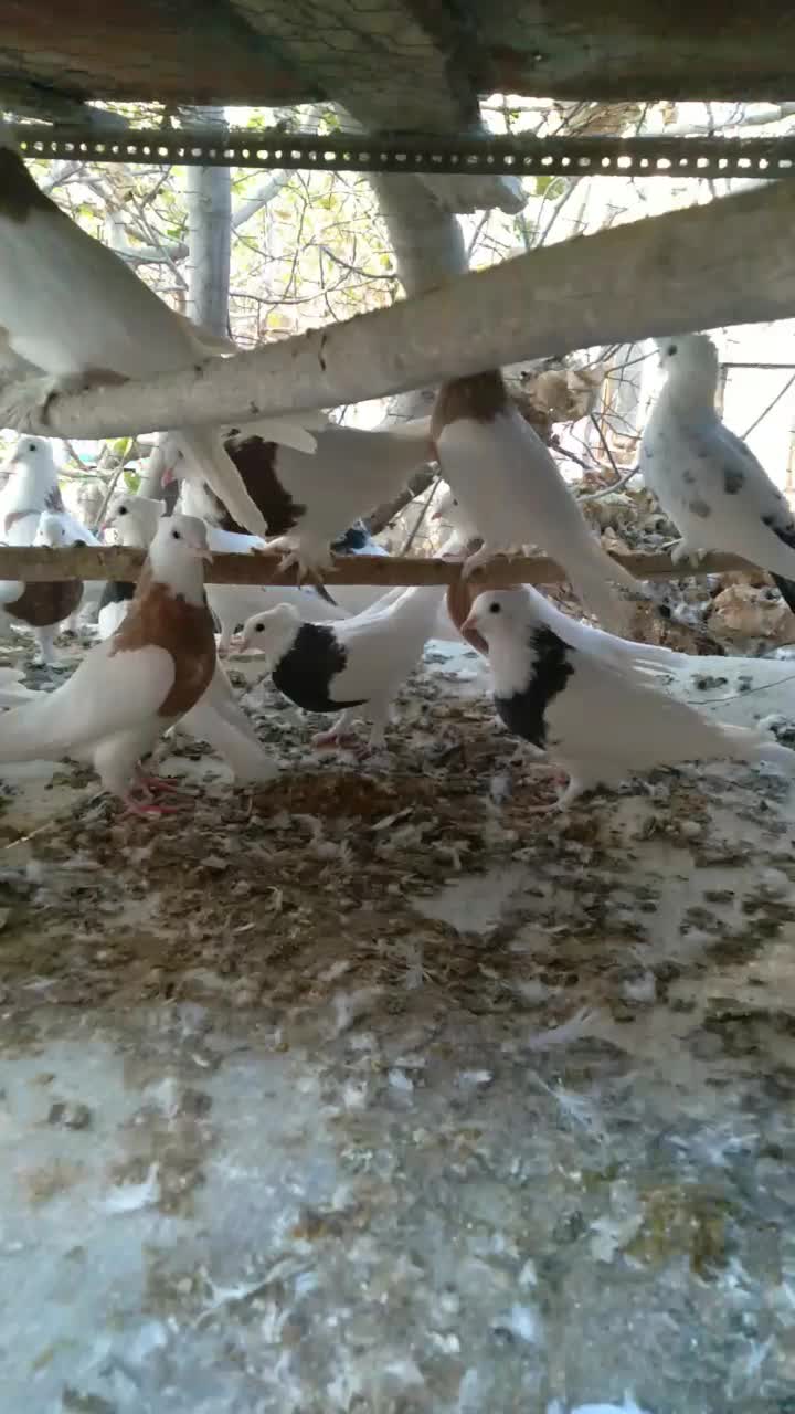 کبوتر طوقی|پرنده|اردکان, |دیوار