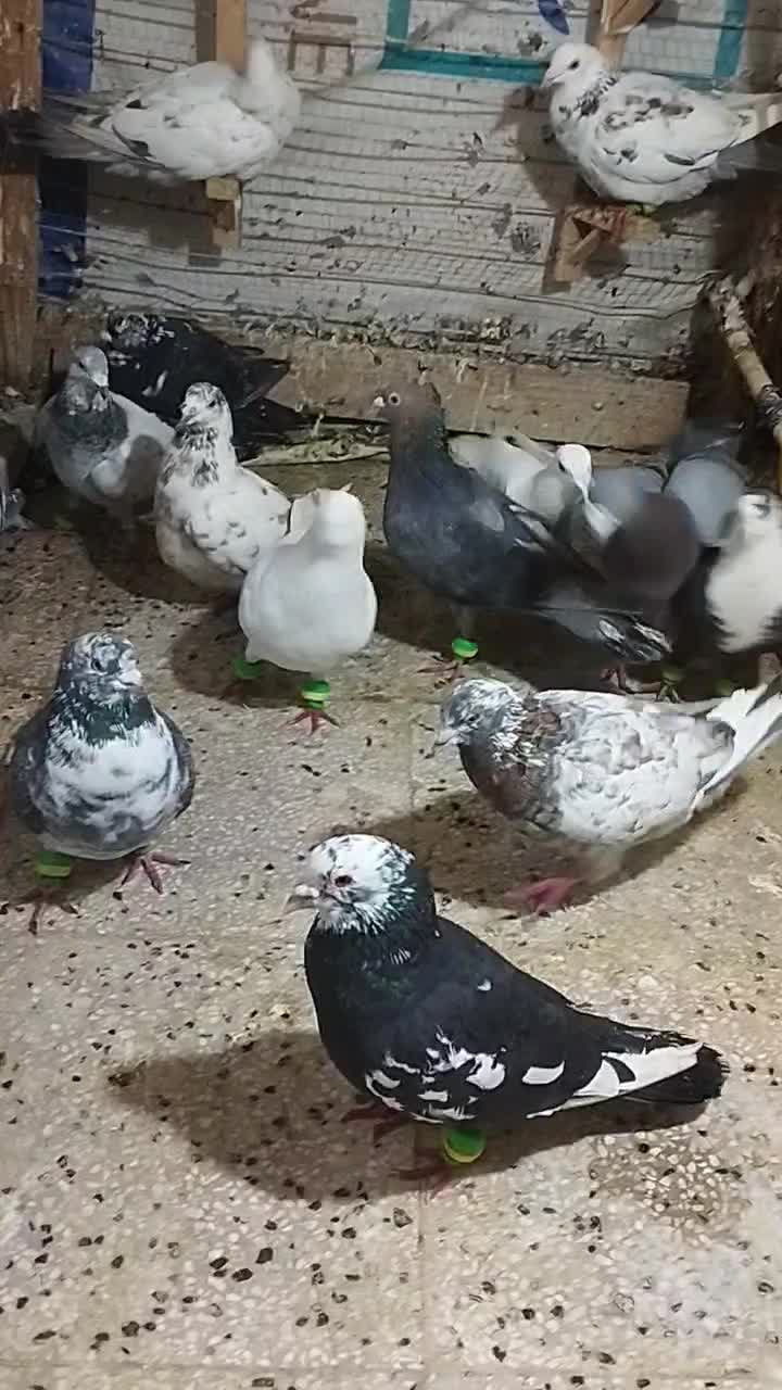 کبوتر|پرنده|زبرخان, |دیوار