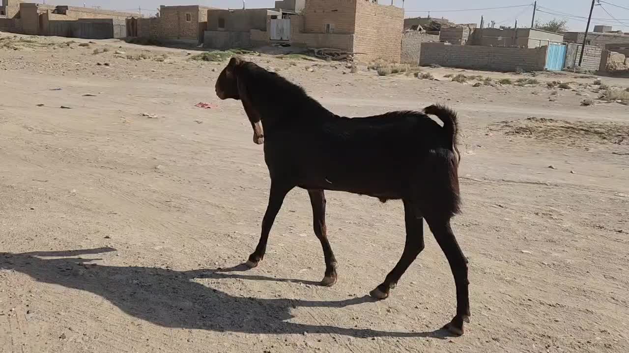 یک نر بز خوب برای نسل کشی|حیوانات مزرعه|زاهدان, |دیوار