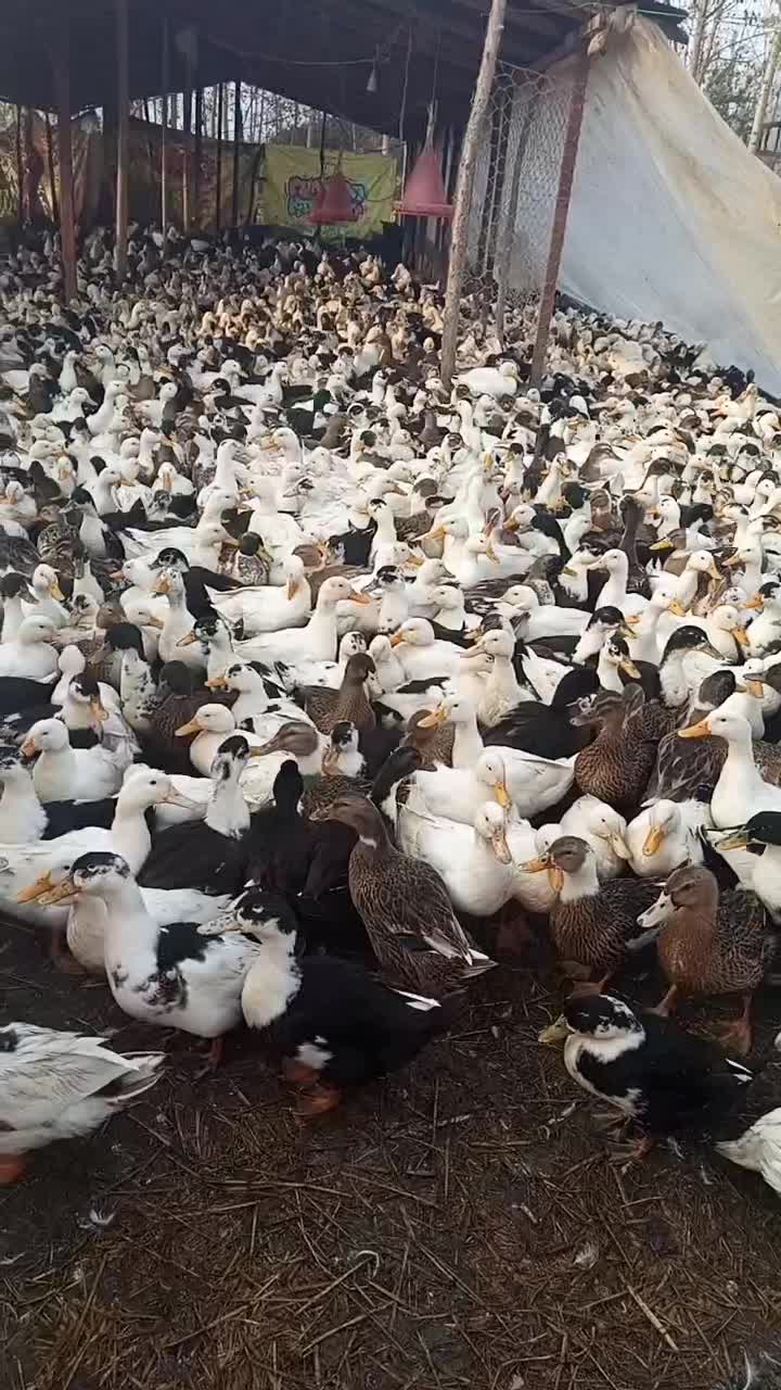 اوردگ محلی|حیوانات مزرعه|اسالم, |دیوار