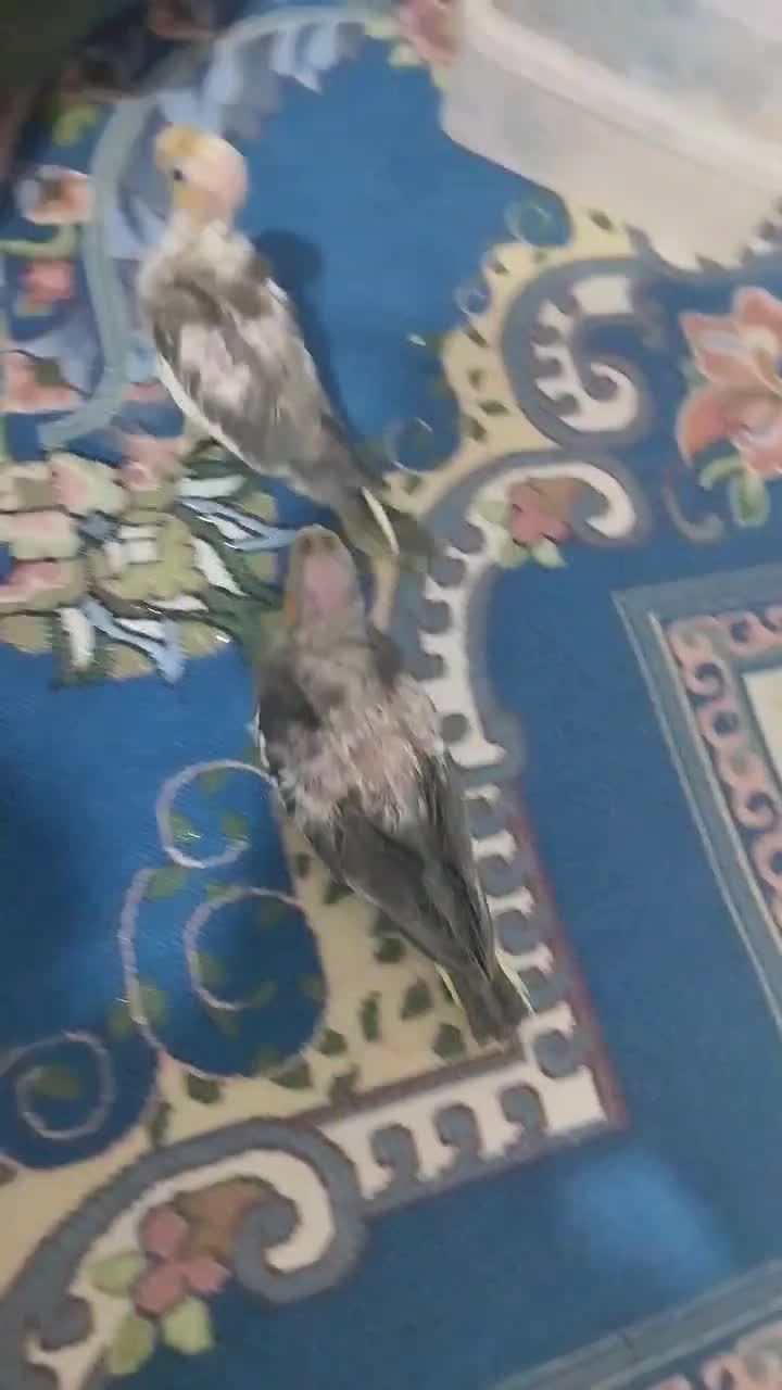 جوجه عروس هلندی|پرنده|کوثر, |دیوار