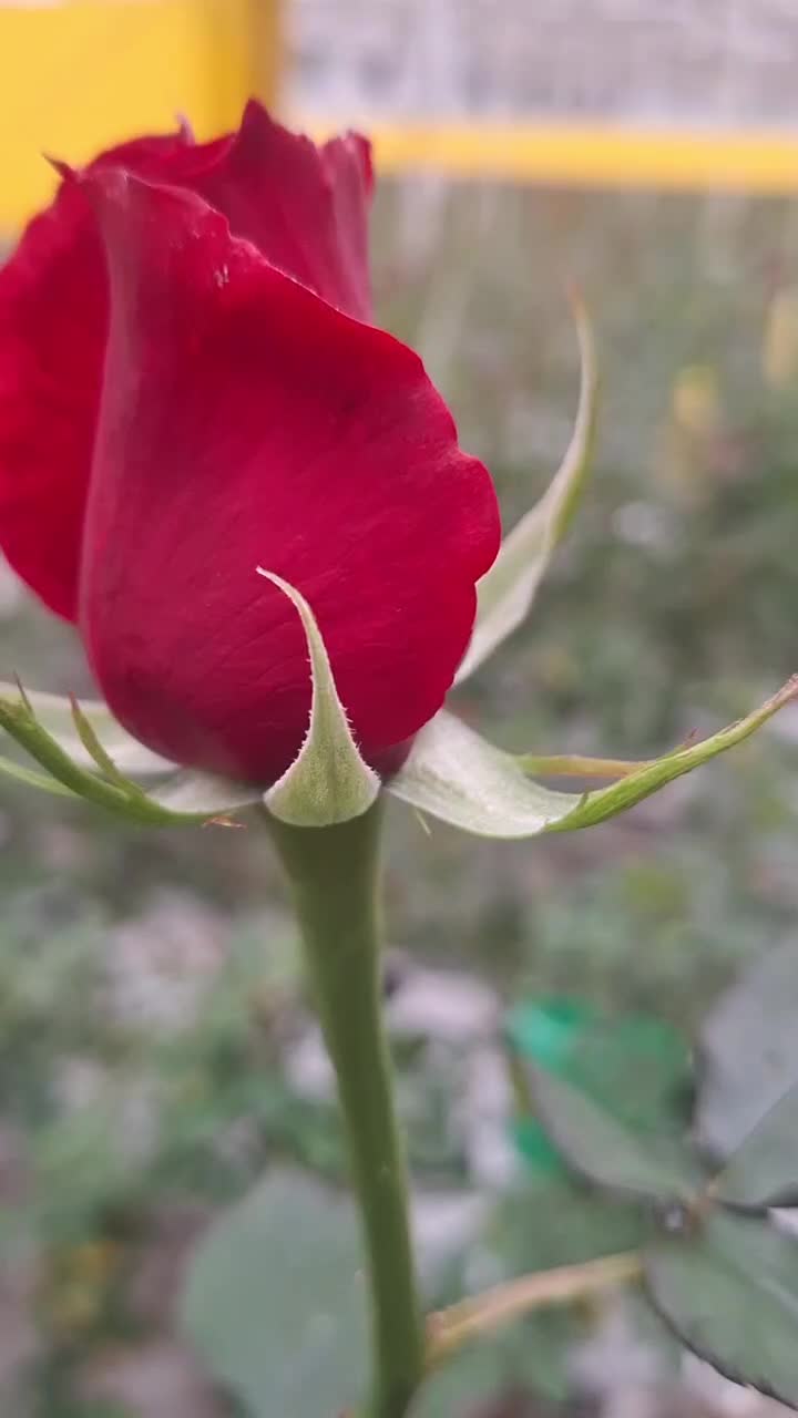 پخش بدون واسطه گل رز هلندی در تهران|گل و گیاه طبیعی|ری, بازار گل خاوران|دیوار