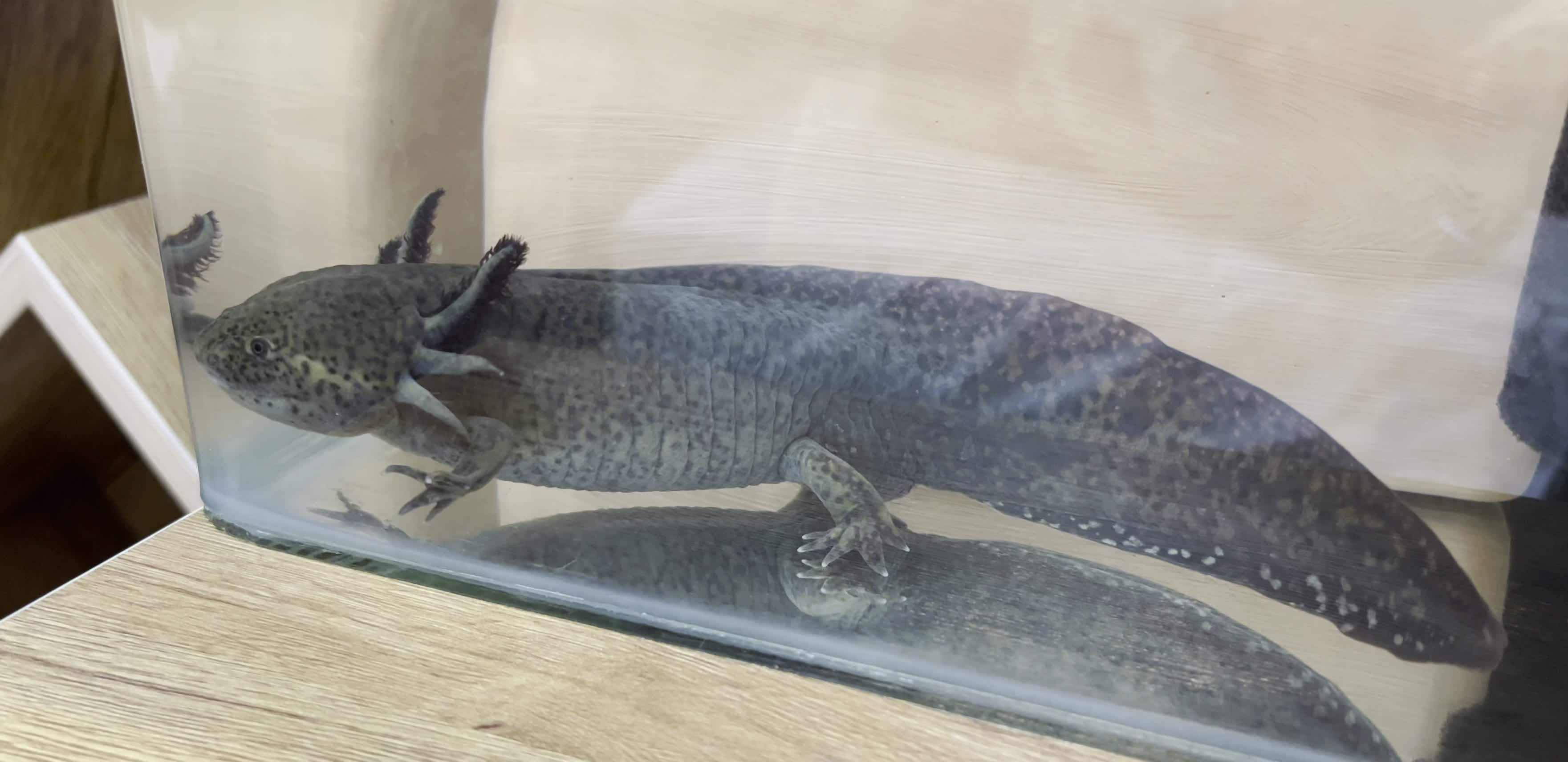 ماهی|ماهی|تهران, آهنگ|دیوار