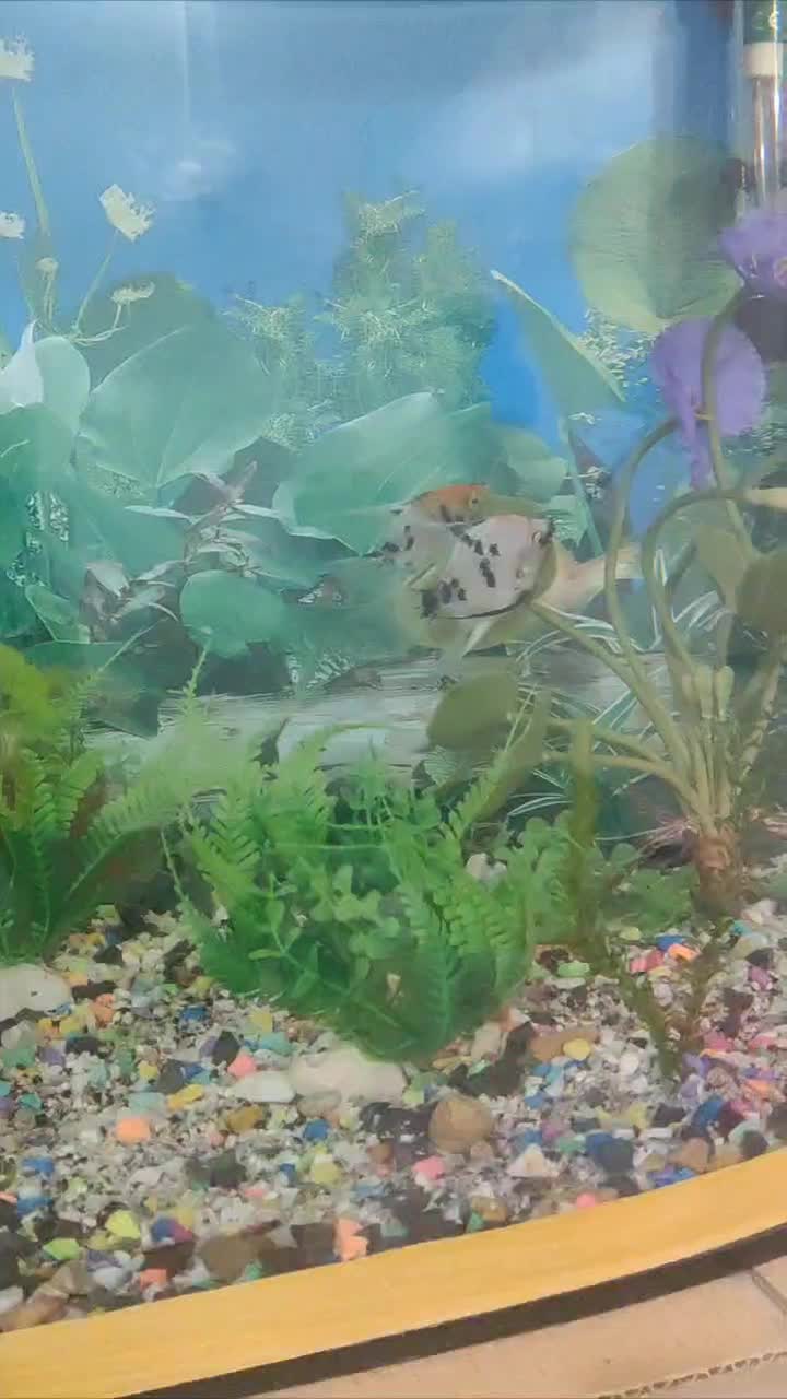 ماهی آنجل|ماهی|بیرجند, |دیوار