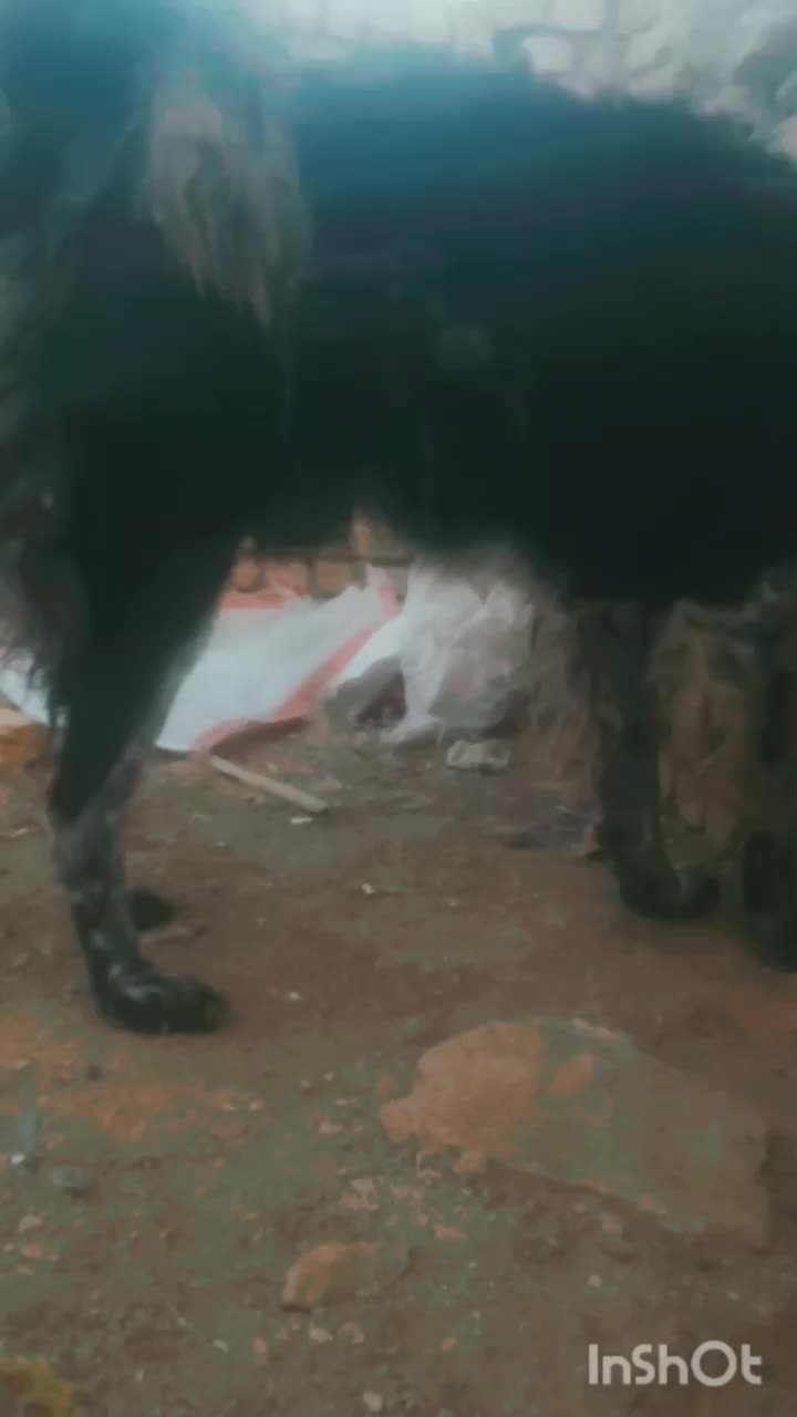 سگ قدرجونی|حیوانات مزرعه|دهق, |دیوار