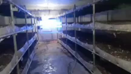 حشره کش برقی بدون عوارض|سایر لوازم برقی|تویسرکان, |دیوار