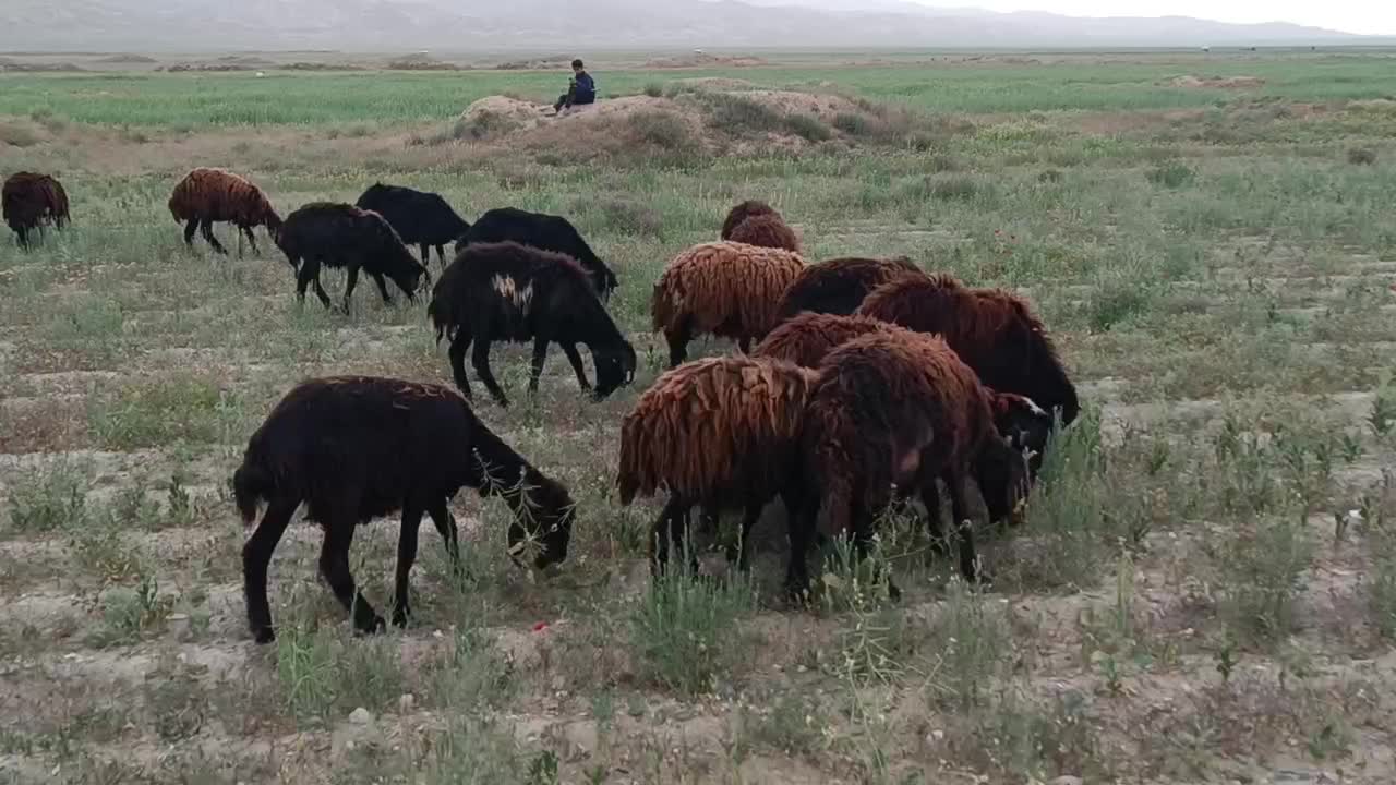 گوسفند|حیوانات مزرعه|چناران, |دیوار
