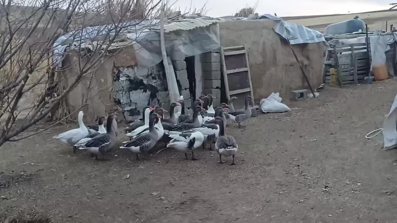 فروش قاز|حیوانات مزرعه|سنندج, |دیوار