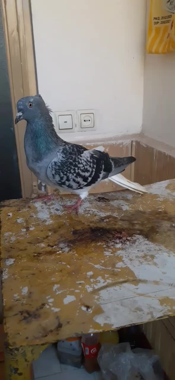 دم سفید|پرنده|سبزوار, قصبه اب یمین|دیوار