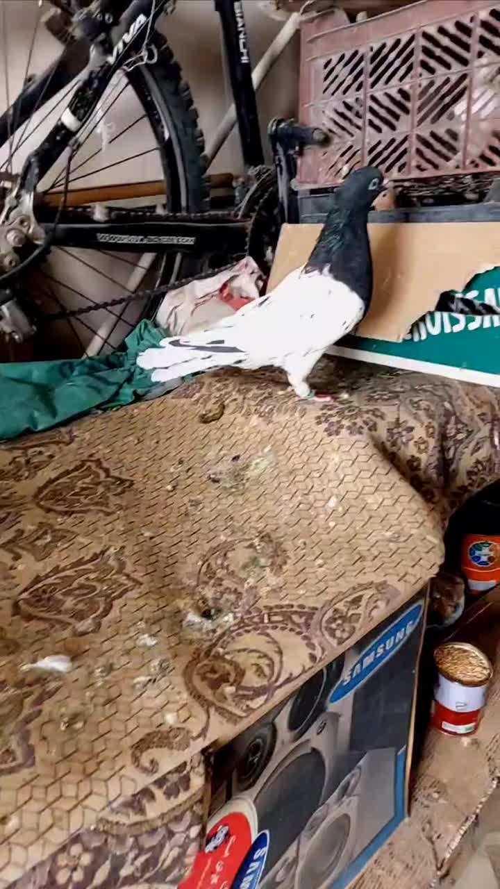 کبوتر کله سیاه ماده|پرنده|تاکستان, |دیوار