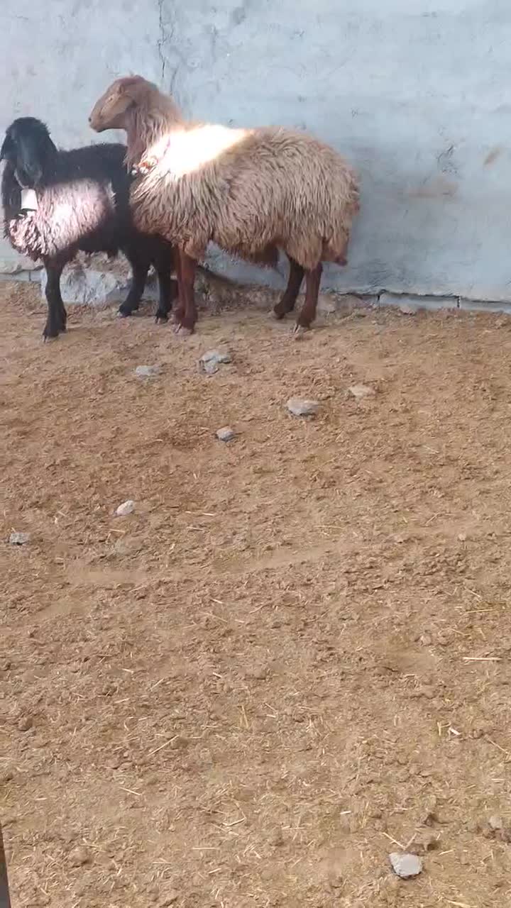 قوچ.میش.بز.بره|حیوانات مزرعه|نجف‌آباد, کهریزسنگ|دیوار