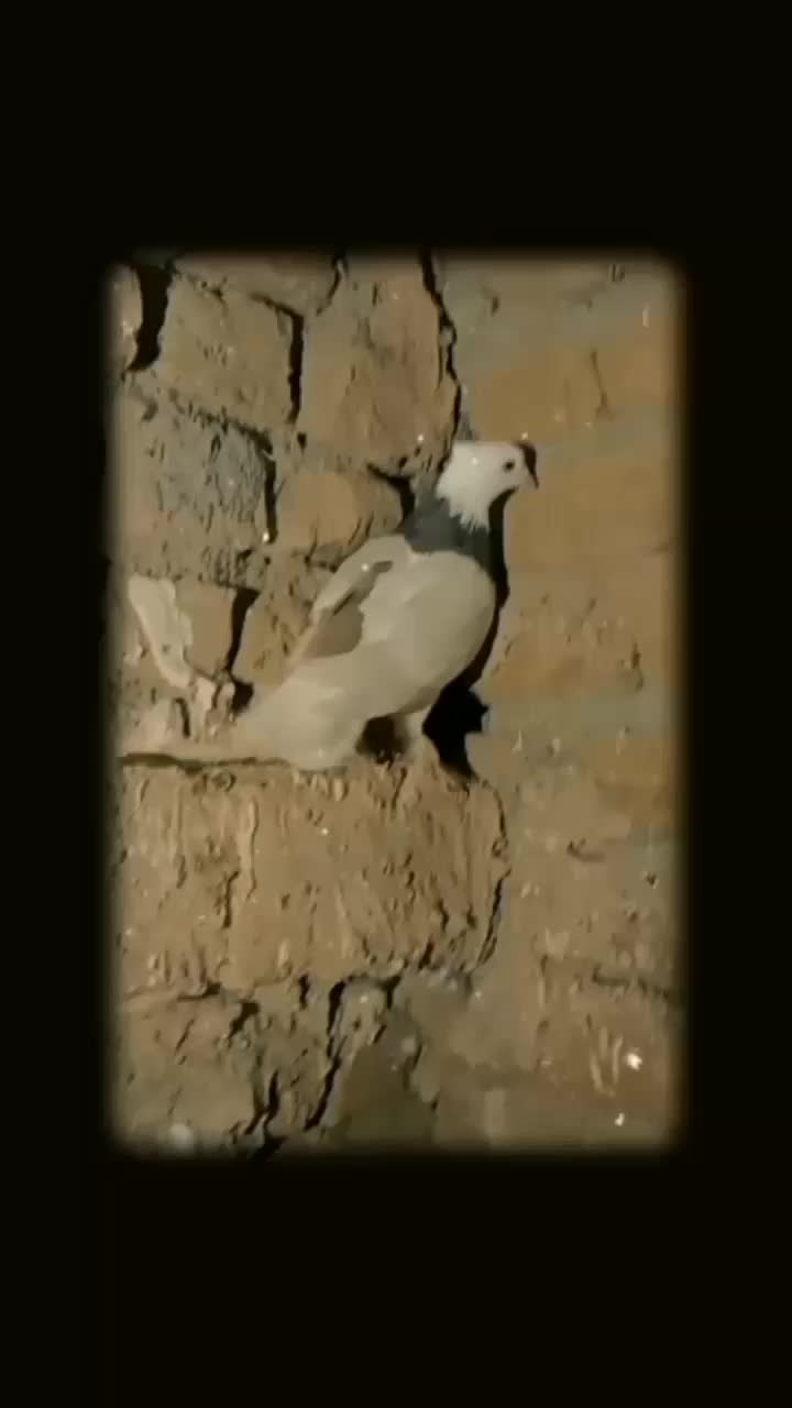 پرنده|پرنده|تربت‌حیدریه, جانبازان|دیوار