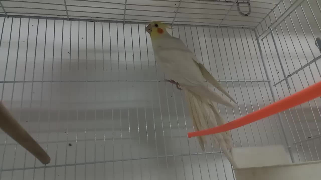 عروس هلندی نر|پرنده|قائن, |دیوار